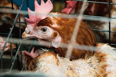 A hen is kept in a battery cage for the mass production of eggs., From ImagesAttr