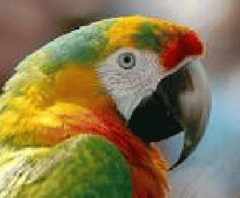 Macaw, Parrot, Bird, Hybrid, ...867 Ã-- 720 - 163k - jpg