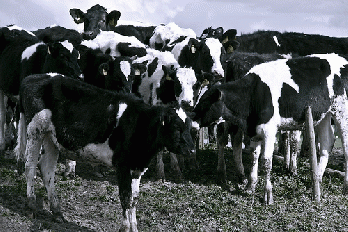 Cows, From FlickrPhotos