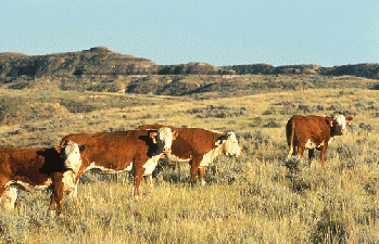 Grazing Cows