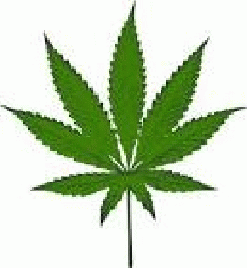 Cannabis - Free images on Pixabay662 Ã-- 720 - 251k - png