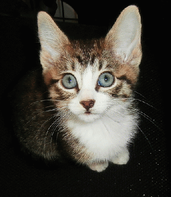 Kitten, From FlickrPhotos