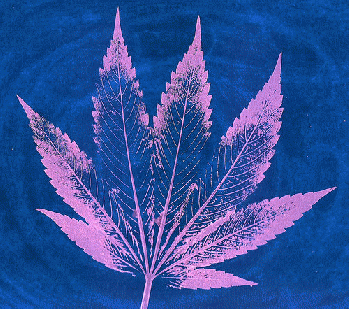 Color Inverted Cannabis - 2017