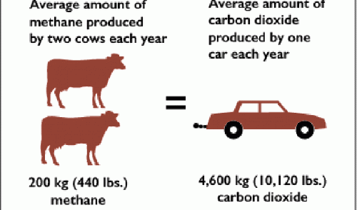 Methane from cows can be almost completely eliminated by a simple dietary change