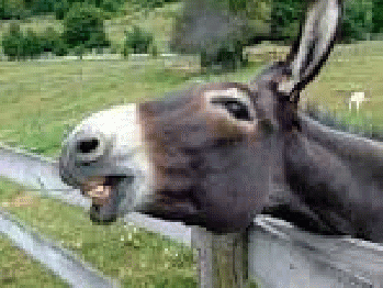 Democratic Donkey has a Better Deal!, From GoogleImages