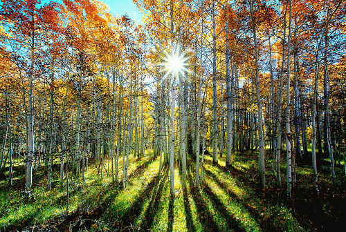 Rainbow Woods, Happy Aspens in the Eastern Sierras, Ca