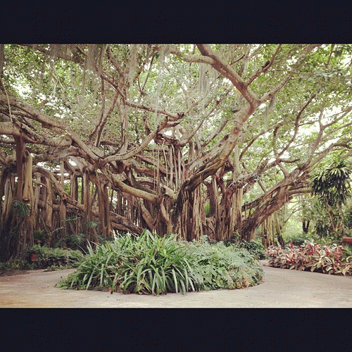 One ginormous banyan tree., From FlickrPhotos