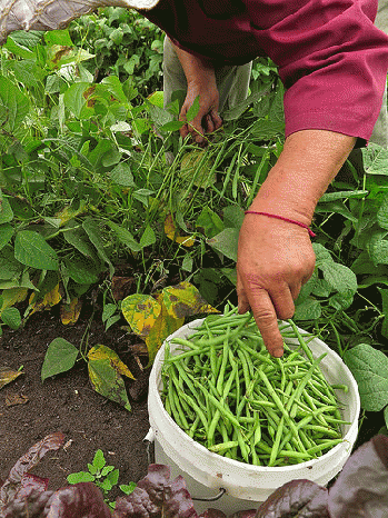 IMG_3942 Mao picking green beans HAFA FARM