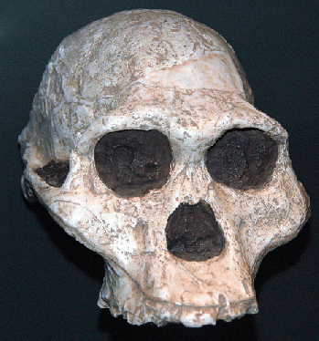 Australopithecus africanus fossil hominid (Upper Pliocene, 2.01 to 2.05 Ma; Sterkfontein, Gauteng Province, northeastern South Africa) 1, From FlickrPhotos