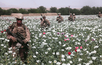 Poppy Walk through Afghanistan's heroin fields