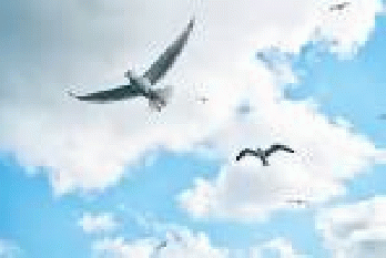 Free photo White To Migrate Bird Background Peace Seagull - Max Pixel960 Ã-- 640 - 73k - jpg, From GoogleImages