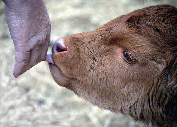 calf