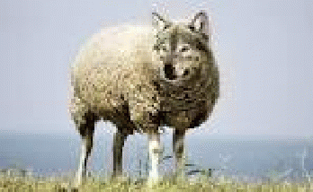 Free photo: Wolf In Sheep'S Clothing, Wolf - Free Image on Pixabay ...960 Ã-- 593 - 156k - jpg