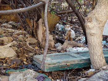 One of many problems that plague Lebanon's citizens is the inability of its government to provide basic services including water, electricity, and collect garbage, From FlickrPhotos