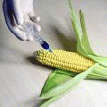 GMO%20CORN (google images: 'gmo food') | WTO Genetically mod. | Flickr354 Ã-- 354 - 72k - jpg