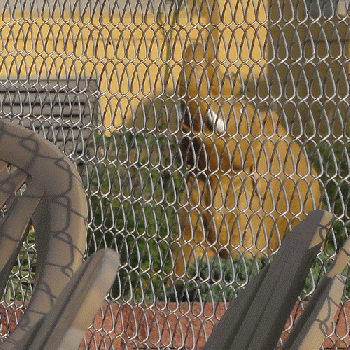 Caged Elephant, From FlickrPhotos