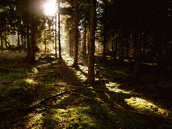Light in the dark forest