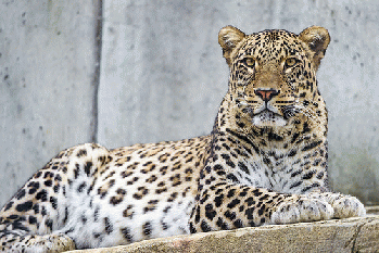 A male Persian leopard --- puss, puss.