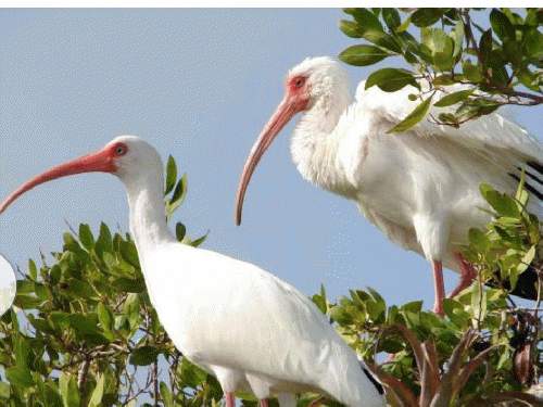 Wildlife Services Kills These Birds With Our Tax Dollars, From ImagesAttr