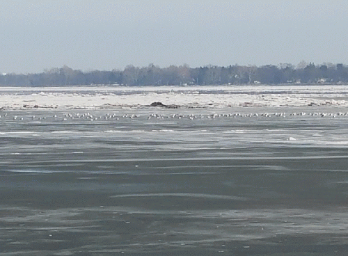 Frozen Delaware River, at Bensalem, Bucks County, PA, January 2018