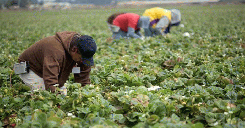 Agricultural workers in Salinas, California., From ImagesAttr