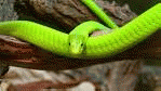 Free photo: Green Mamba, Snake, Toxic - Free Image on Pixabay - 174351960 Ã-- 540 - 122k - jpg, From GoogleImages