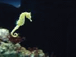 Seahorse Free Stock Photo - Public Domain Pictures615 �-- 461 - 35k - jpg, From GoogleImages