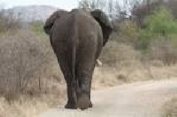 elephant walking away | flowcomm | Flickr986 Ã-- 657 - 213k - jpg, From GoogleImages