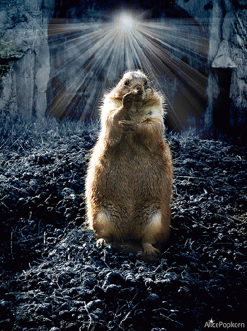 Groundhog Day, From FlickrPhotos