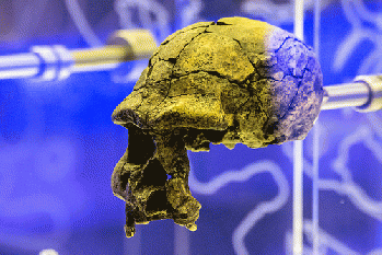 Hominoid II