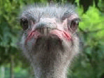 Free photo Animal Neck Ostrich Wild Nature Bird Wildlife - Max Pixel960 Ã-- 720 - 191k - jpg, From GoogleImages