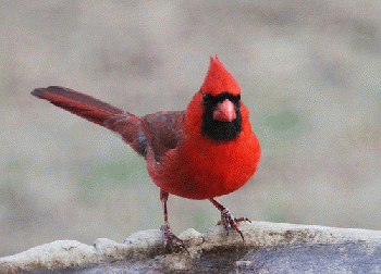 Cardinal of the Kremlin.  Well, it used to be Red., From FlickrPhotos