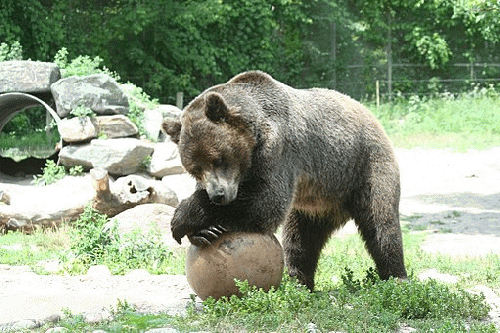 Common Sense: A tormented bear is far more dangerous than one you make friends with! Common Sense: A tormented bear is far more dangerous than one you make friends with!