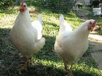 Backyard chicken, after hatching., From FlickrPhotos