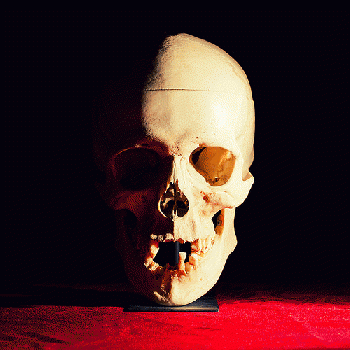 Skull, From FlickrPhotos