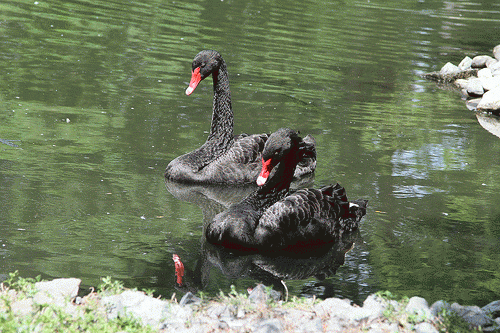 Black Swans, From FlickrPhotos