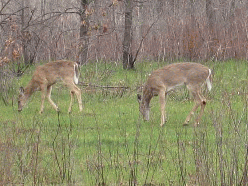 Captive Deer Operations Threaten State Deer Herds, From ImagesAttr