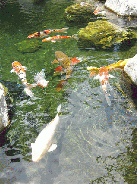 Koi Pond, From FlickrPhotos