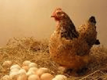 Hen and eggs, From GoogleImages