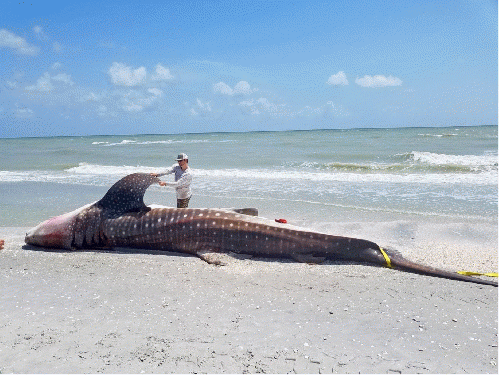 Whale Shark on Sanibel Beach July 22, 2018, From ImagesAttr