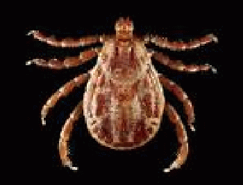 Tick | Free Stock Photo | Close-up of a tick | # 16972958 Ã-- 730 - 120k - jpg