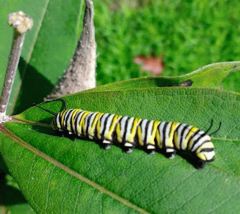 Monarch catepillar on milkweed leaf and almost ready to enter chrysallis stage, From ImagesAttr