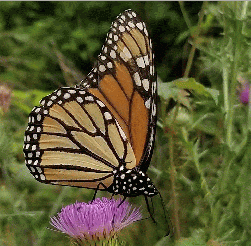 Monarch Butterfly, From ImagesAttr