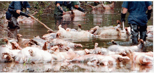 Factory Farmers leave their animals to die in hurricanes, From ImagesAttr