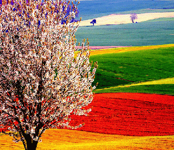 2011 04 10 Treedom XII watching Taunus in the spring