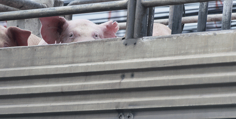 Animals on their way to slaughter, From ImagesAttr