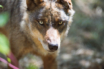 Wolves!, From FlickrPhotos