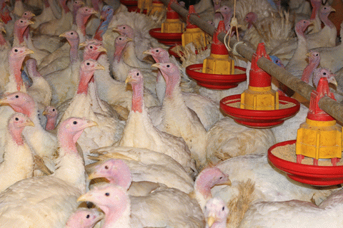 Turkey production is unsavory, From ImagesAttr