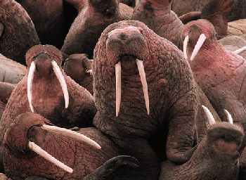 Don't insult my species by saying that Bolton has a Walrus mustache.