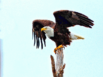 Bald Eagle spreading wings, From FlickrPhotos